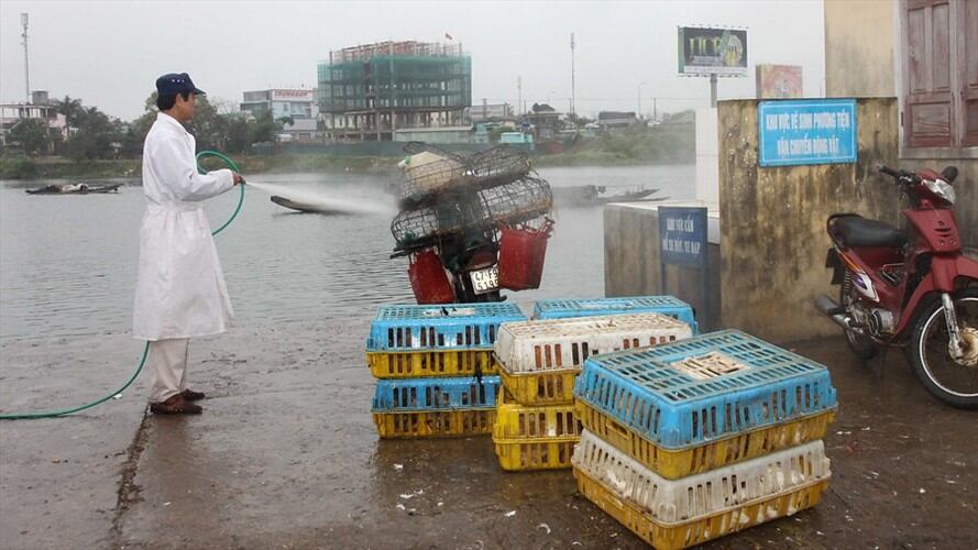La OMS reporta mutaciones en el virus de la gripe aviar. Foto: Colprensa