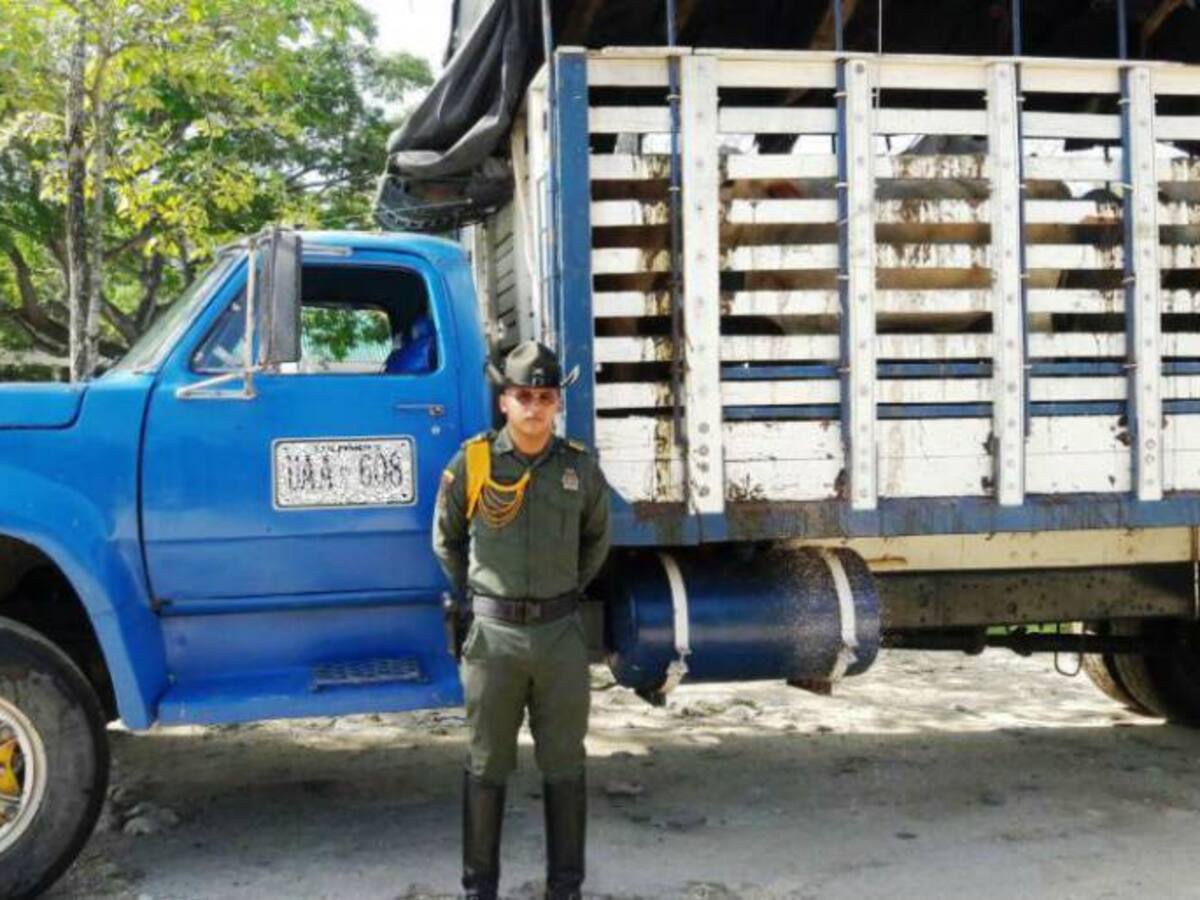 Carabineros de la Policía de Cartagena recuperaron 40 semovientes bovinos en La Cordialidad