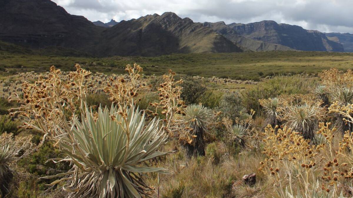 El Páramo de Guerrero, objeto de protección