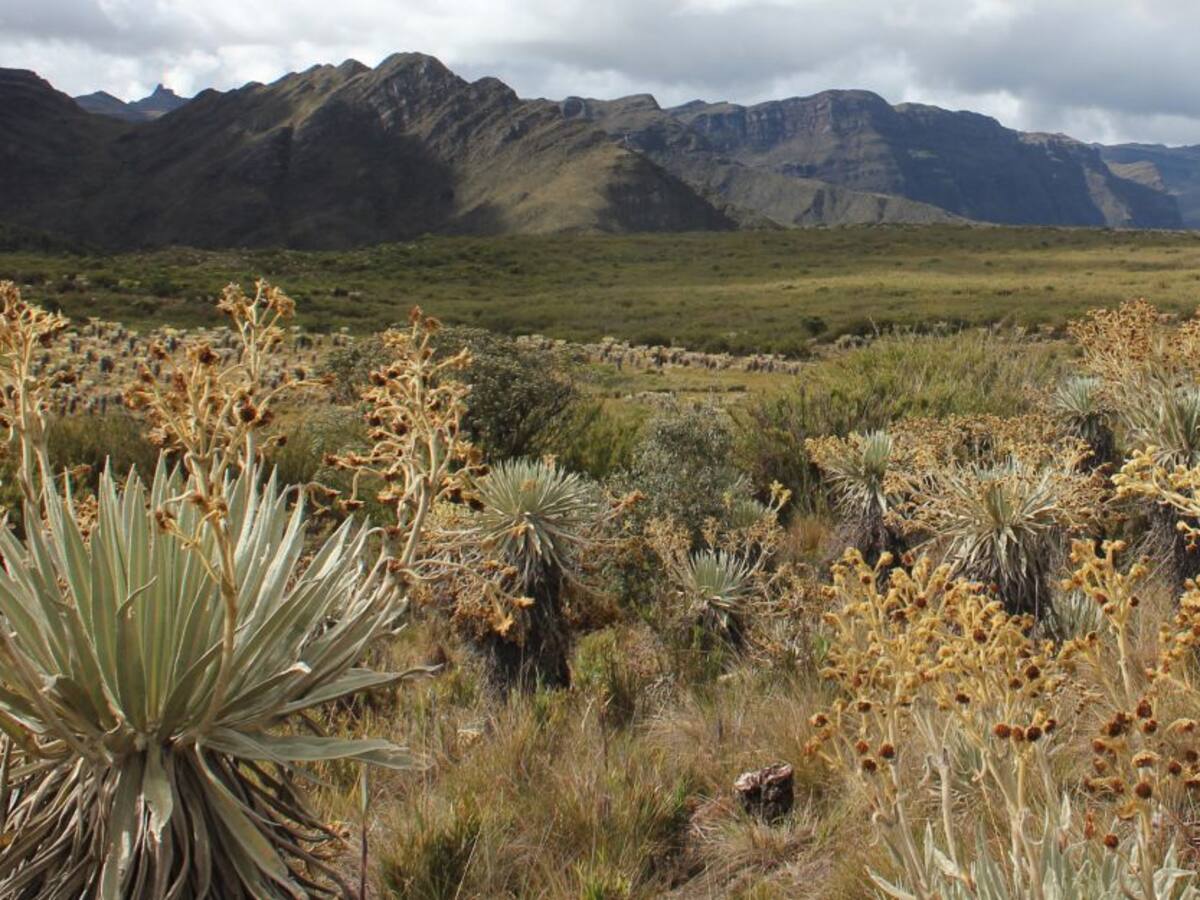 El Páramo de Guerrero, objeto de protección