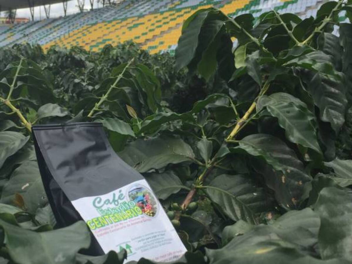 El Imdera trabaja en una propuesta de café especial