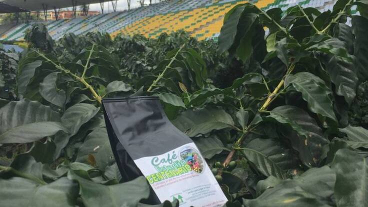 El Imdera trabaja en una propuesta de café especial