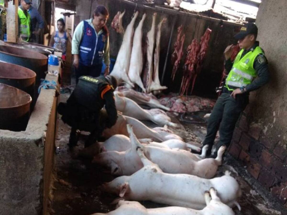 Desmantelan matadero ilegal para cerdos en el oriente de Cali