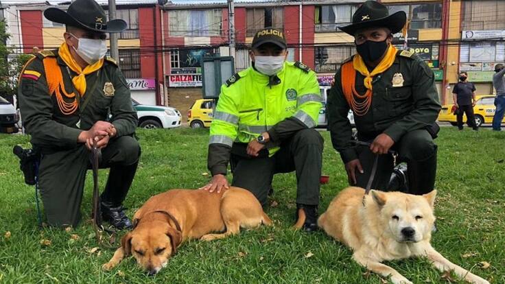 Osito y Pudin, dos perritos que volvieron a su CAI tras huir por las manifestaciones