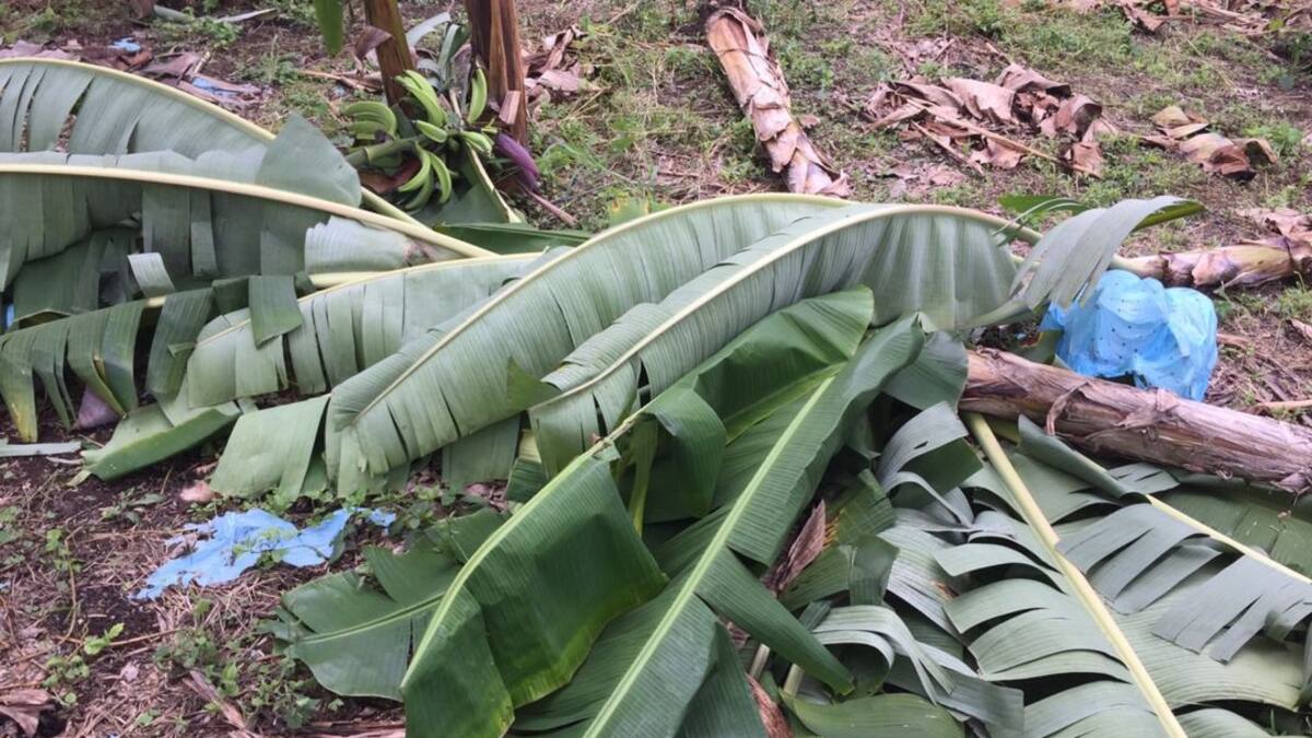 Invierno deja afectaciones en el 50% de municipios del Quindío