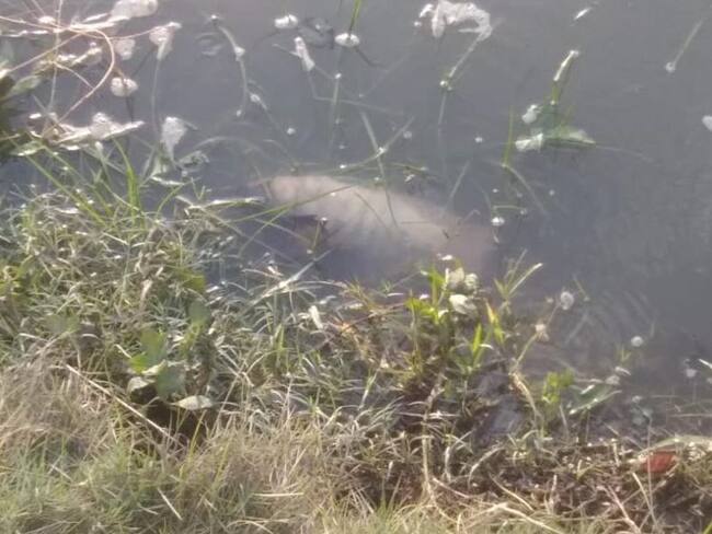 Alertan sobre mortandad de peces en el Parque del Agua de Santa Marta
