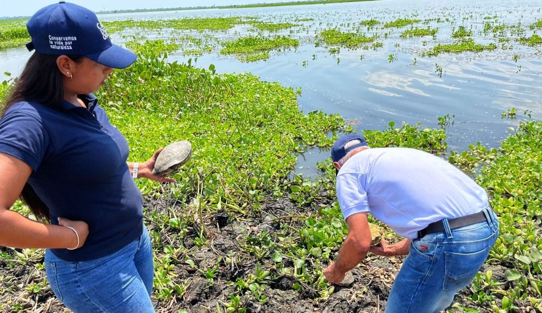 Funcionarios de Fauna Silvestre de Cardique las liberó en el complejo cenagoso Tupe-Zarzal-Capote, en Evitar, corregimiento de Mahates