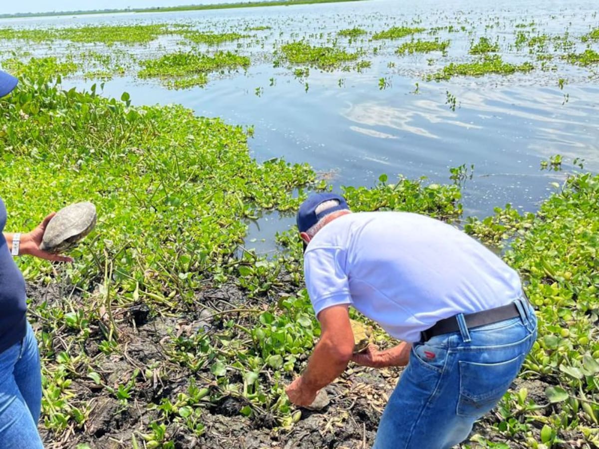 Cardique regresa 39 hicoteas a su hábitat en Evitar