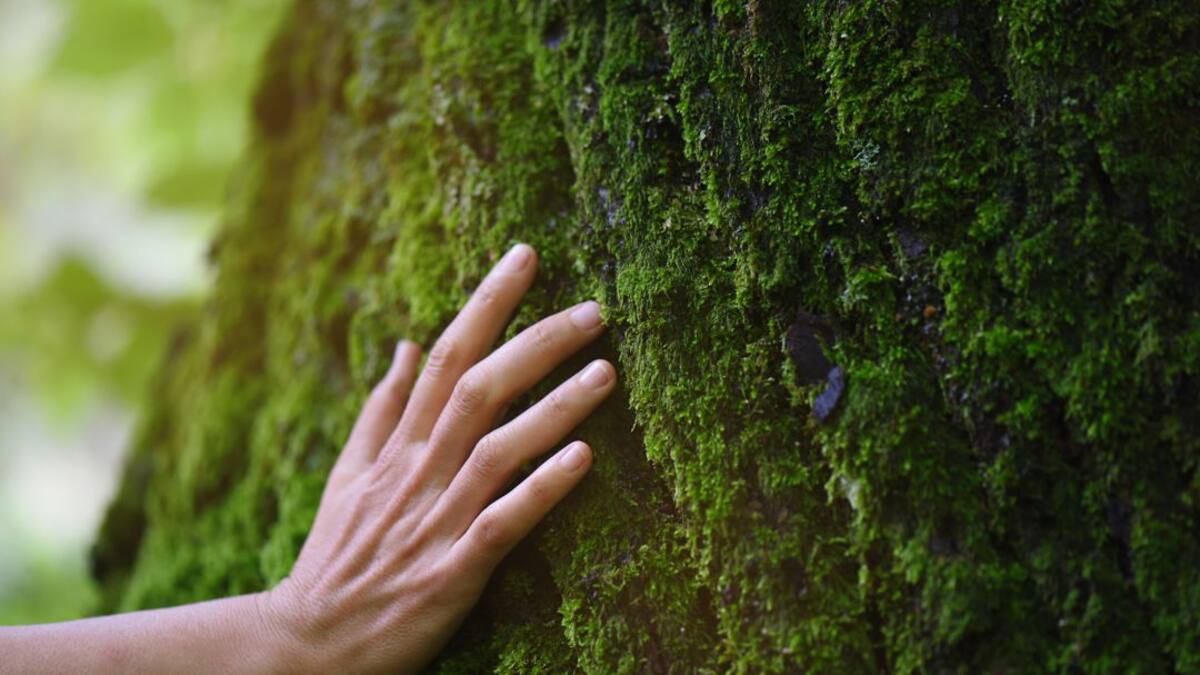 Bojonawi: Conservación, sociedad civil y medio ambiente