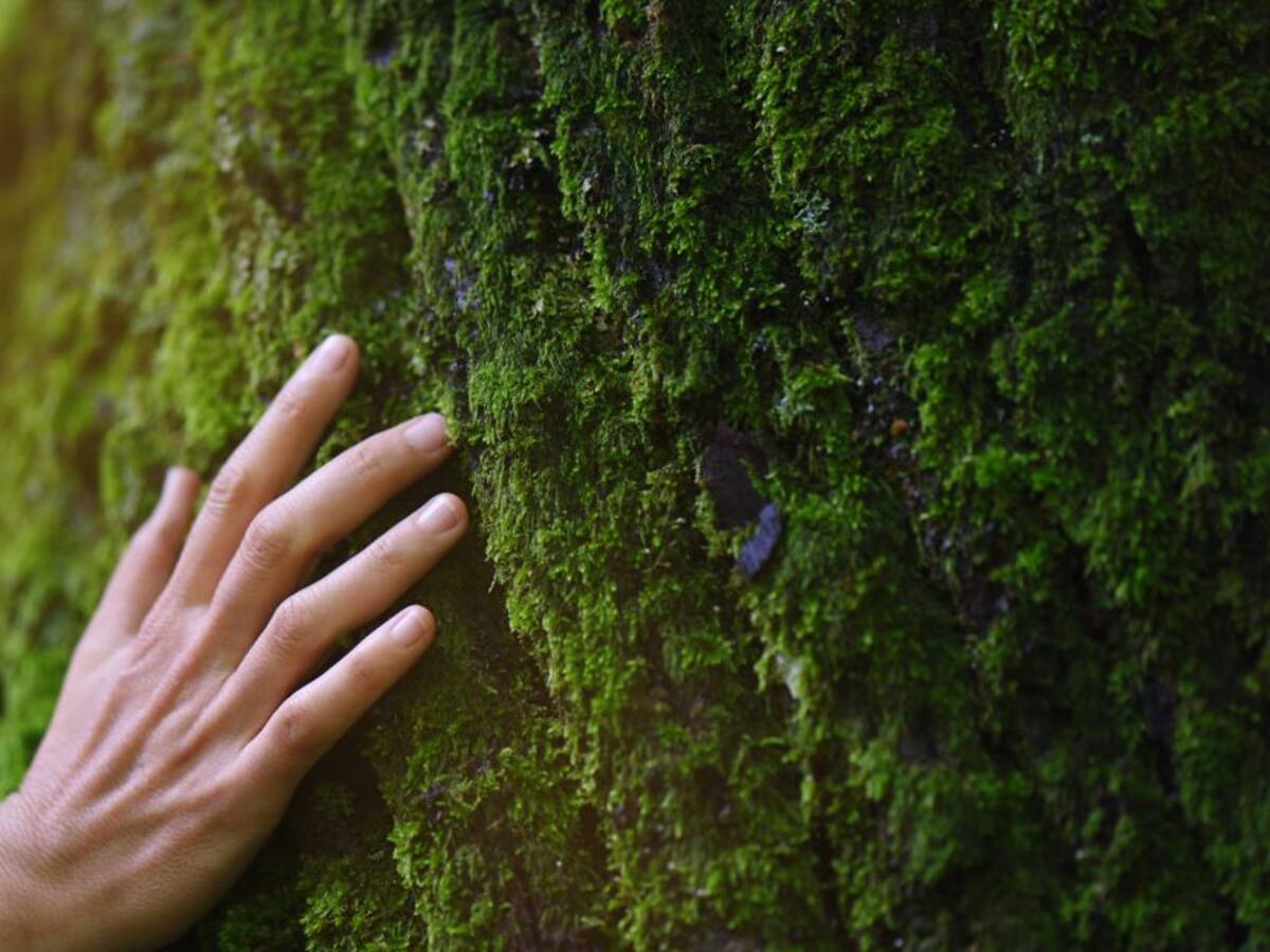 Bojonawi: Conservación, sociedad civil y medio ambiente