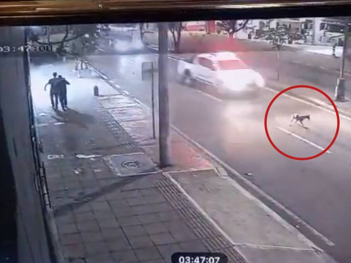 Abren investigación por patrulla militar que atropelló a una perrita en Bucaramanga