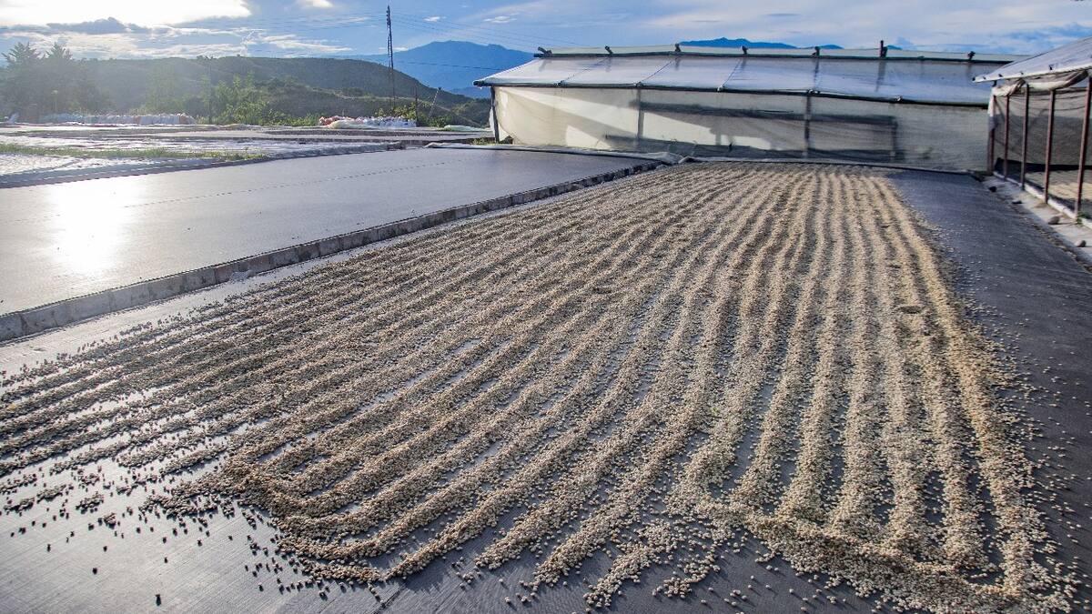 Unión Europea y Cafeteros del Huila socializan reglamento de café con cero deforestaciones