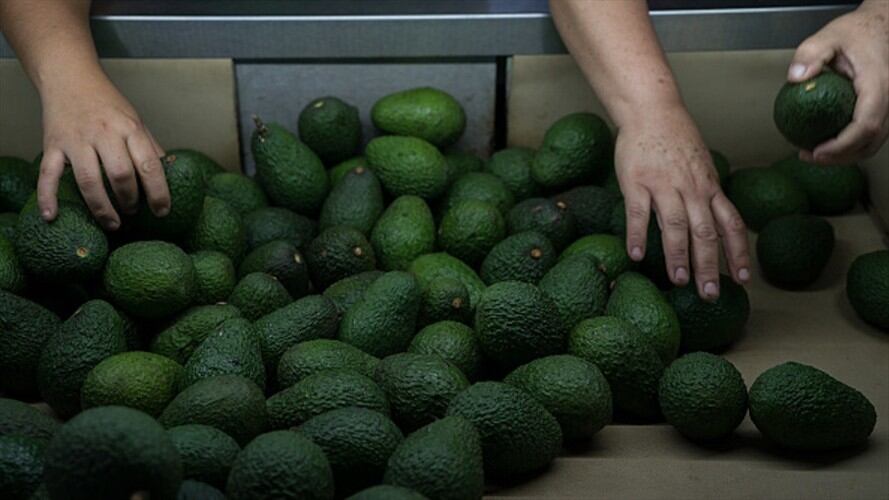 Aguacate hass. Foto: Getty Images