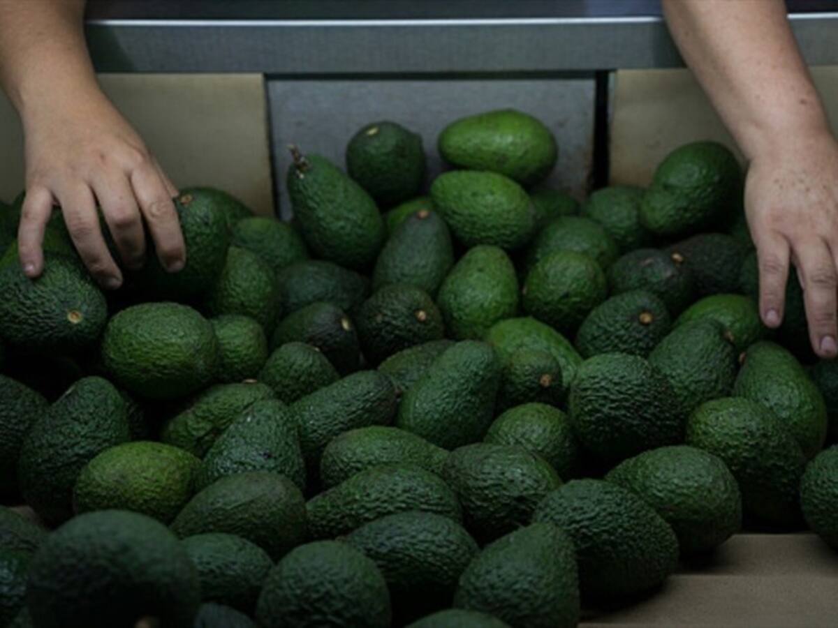 En camino a Estados Unidos el primer cargamento de aguacate hass colombiano