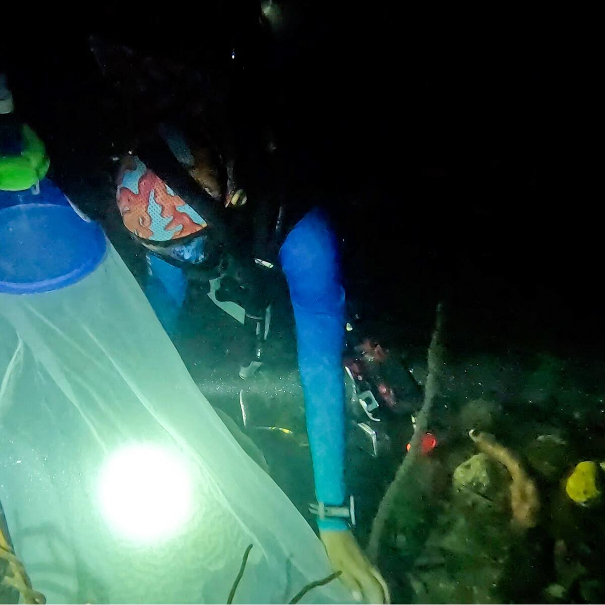 Armada de Colombia se une a jornada de conservación y restauración de arrecifes coralinos