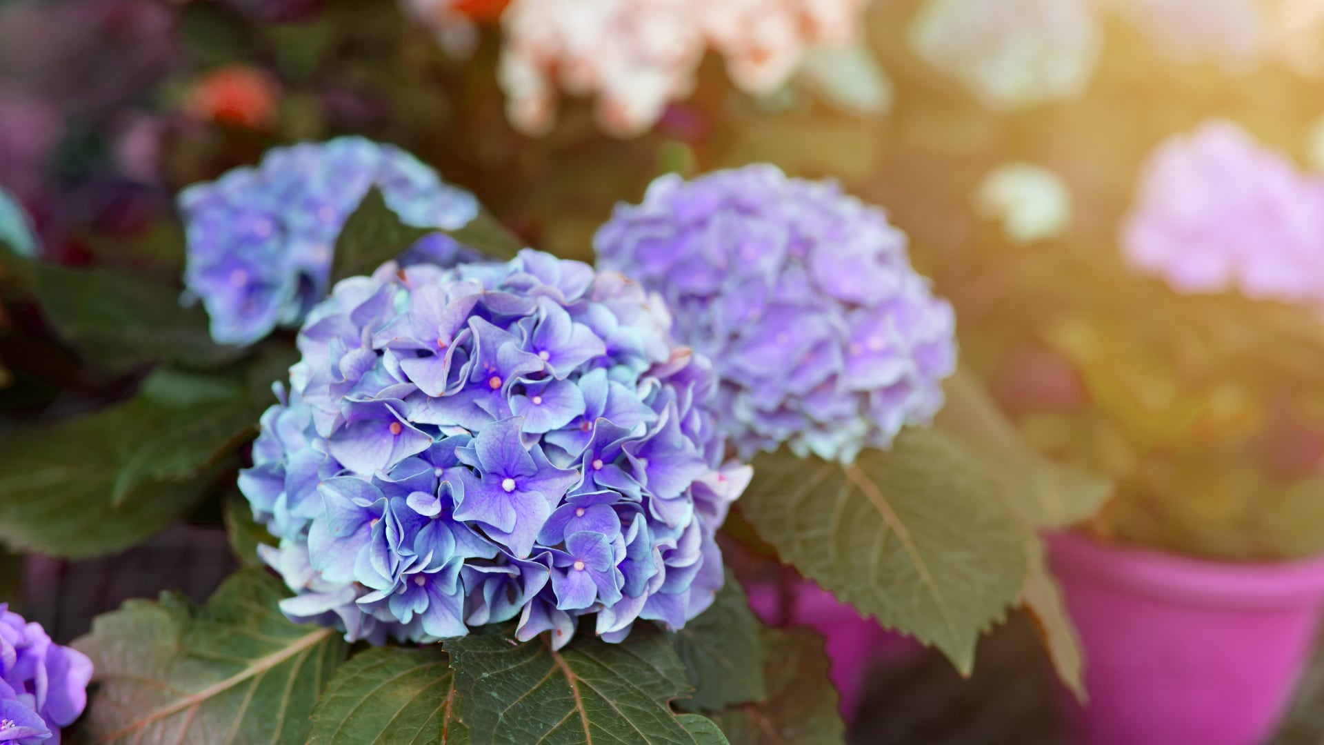 Flor hortensia - Getty Images