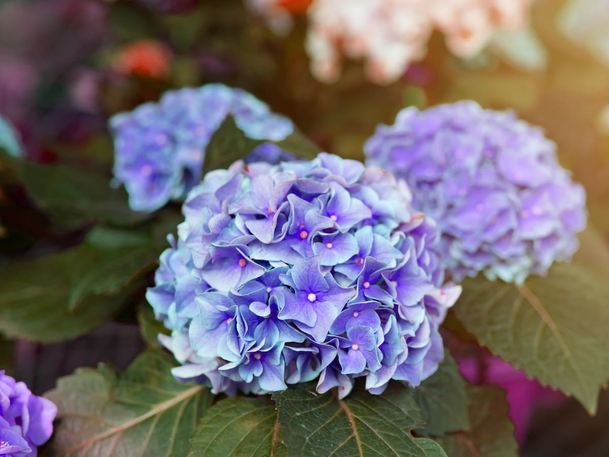 ¿Cuál es el significado de la flor hortensia? Así debe cultivarla en casa