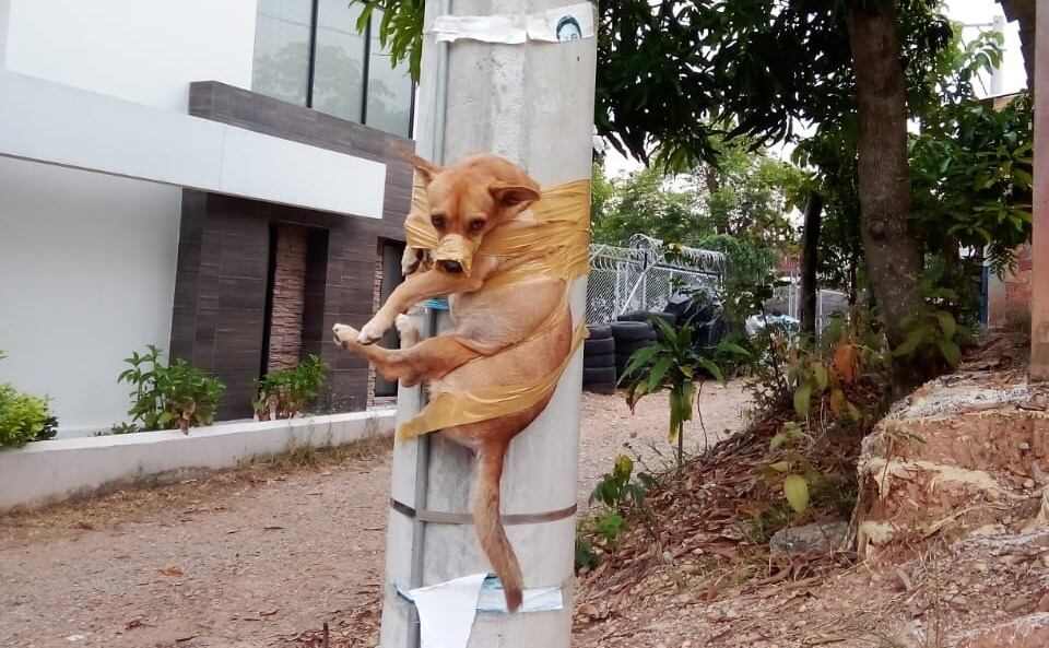 Perro amarrado a poste de energía