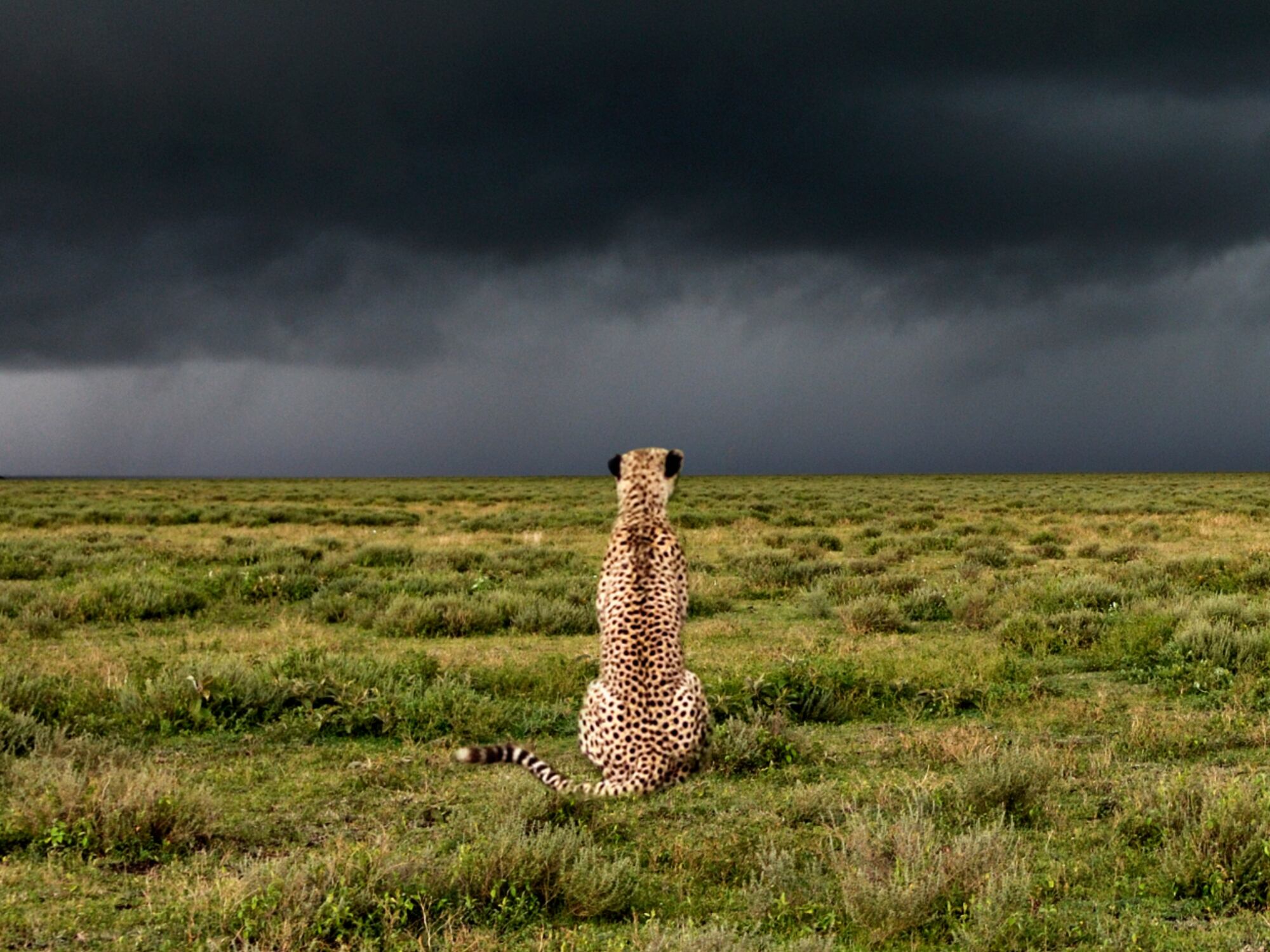 Animal en una tormenta. Foto: Getty Images.