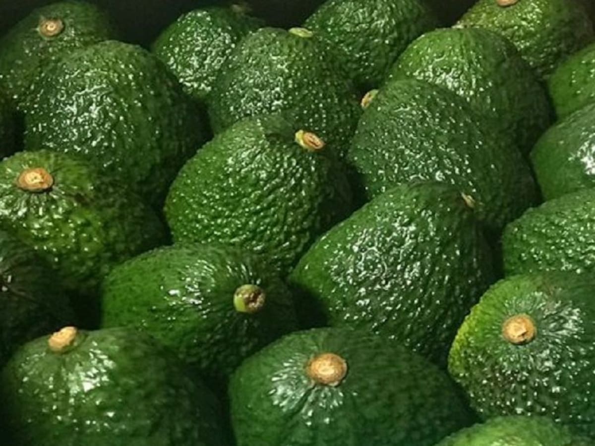 Los secretos del aguacate hass y su potencial exportador desde el Huila