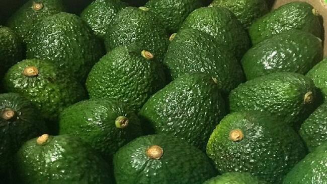 Aguacate hass
