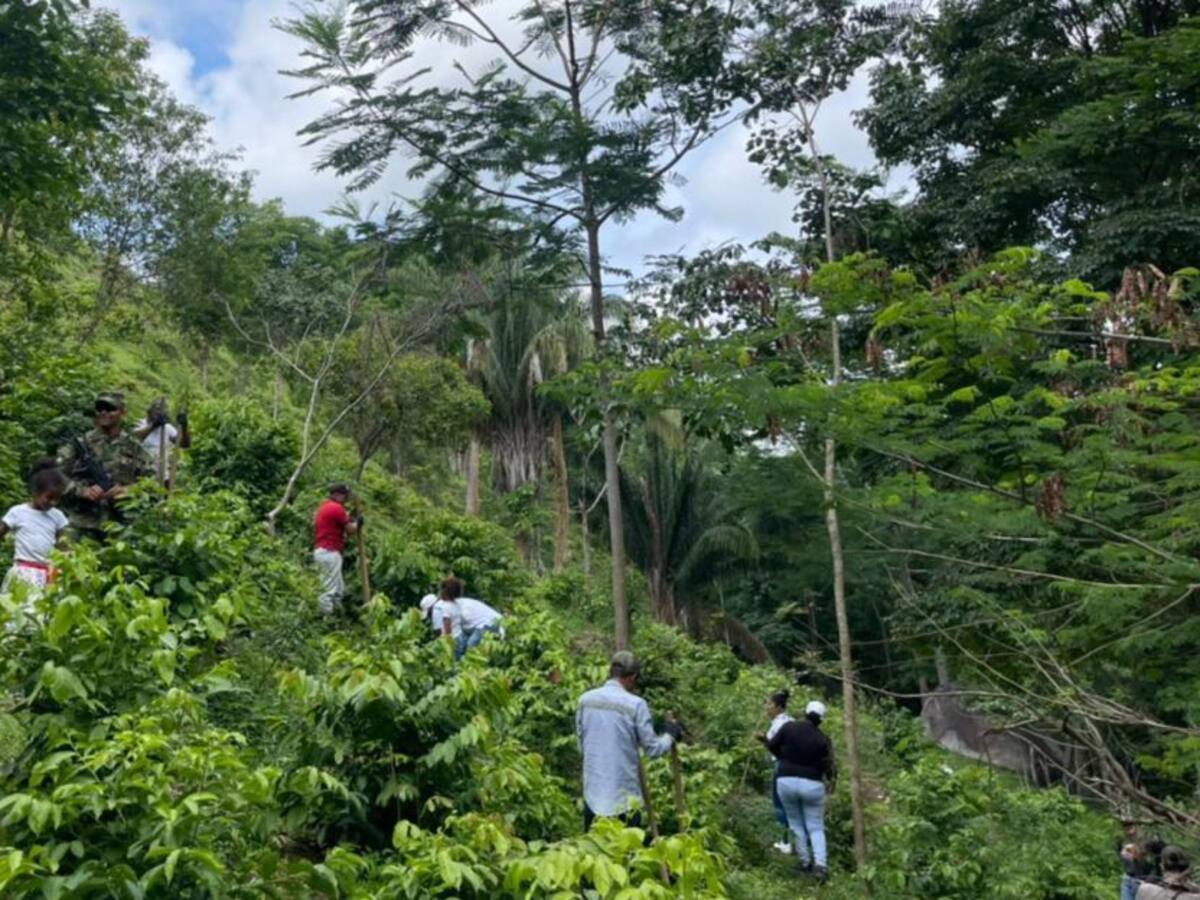 Siembran 2.500 árboles en reserva forestal del municipio de Aracataca
