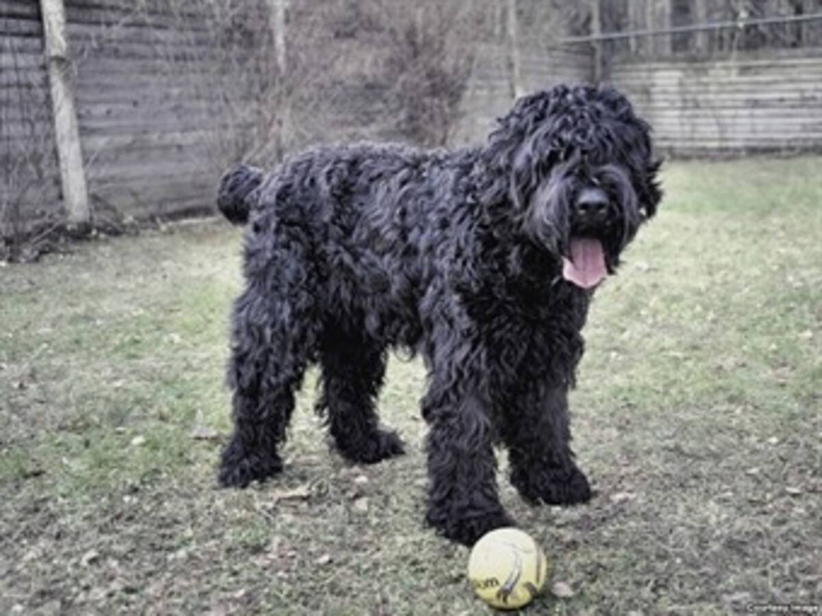 Putin le regala un ‘perro de Stalin’ a Chávez
