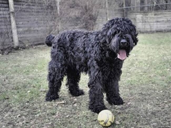 Putin le regala un ‘perro de Stalin’ a Chávez