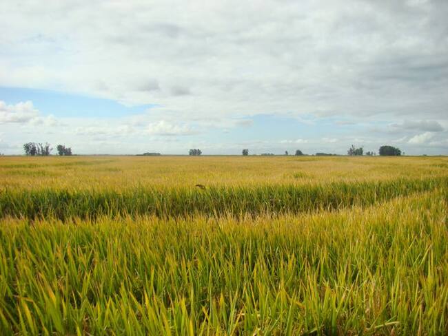 450 hectáreas de arroz en Bolívar se podrían perder por falta de equipos de recolección