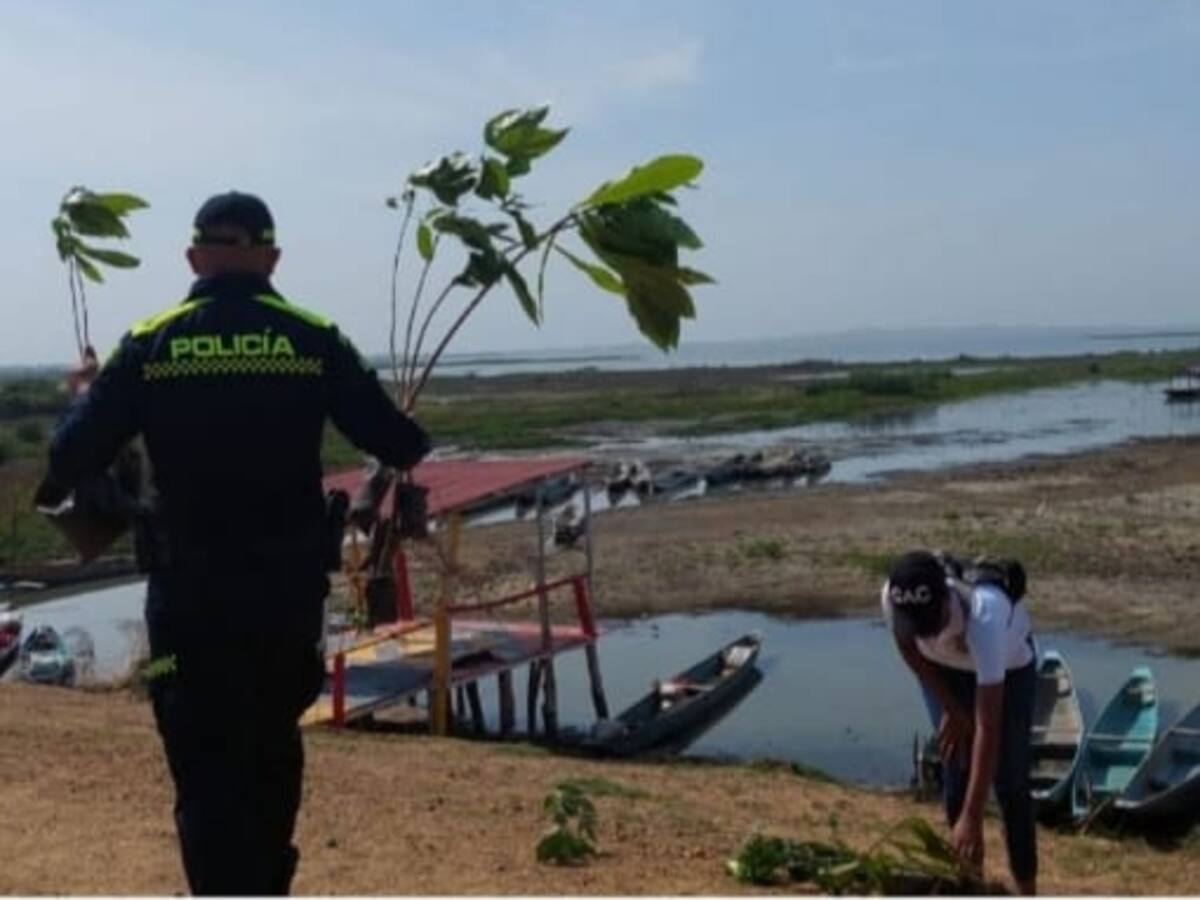 Policía de Bolívar lidera campaña de siembra de árboles en Soplaviento