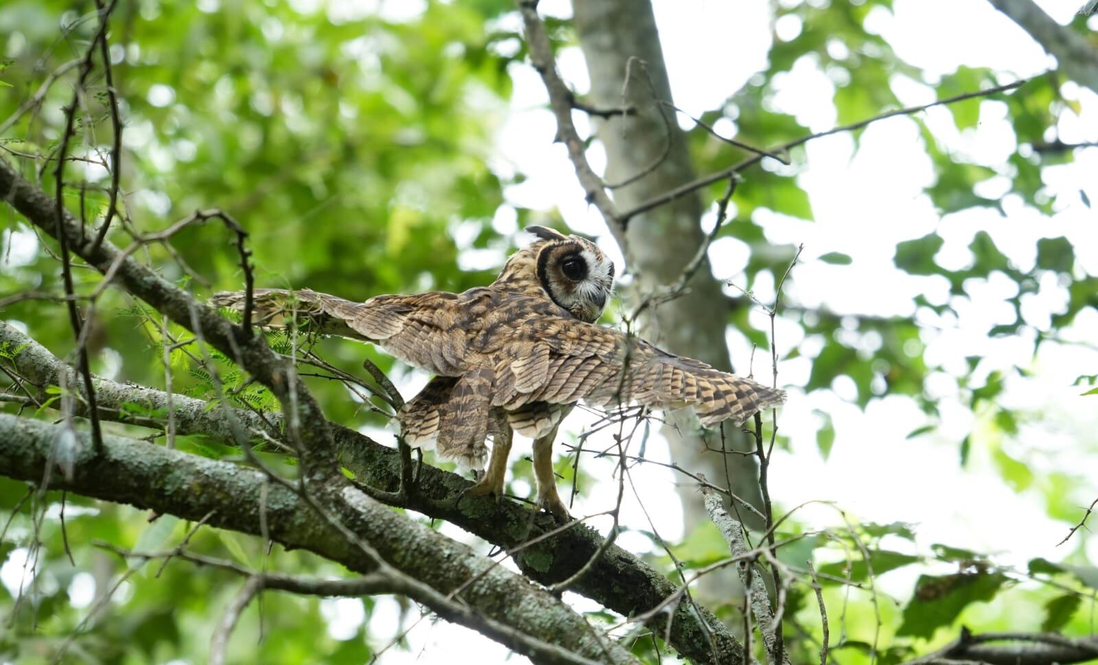 Búho. Imagen de referencia de fauna silvestre. Foto: Corantioquia.