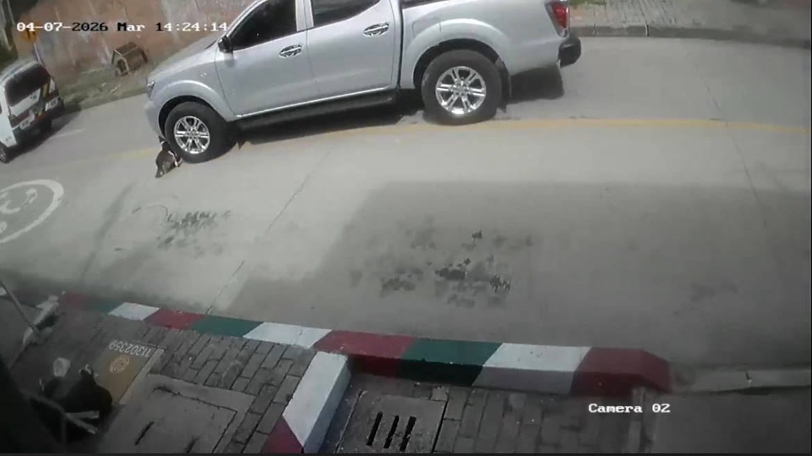 Conductor de camioneta atropelló a una perrita en San Cristóbal y huyó: el animal murió