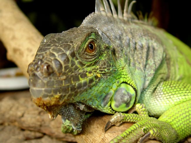 Aparecen iguanas muertas en Girón al parecer por envenenamiento