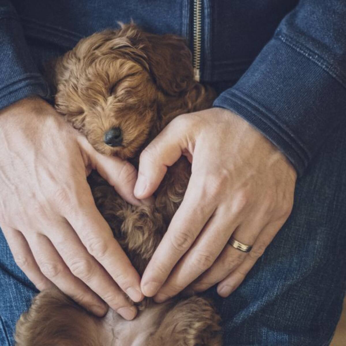 ¿Cómo mantener el corazón sano de las mascotas?