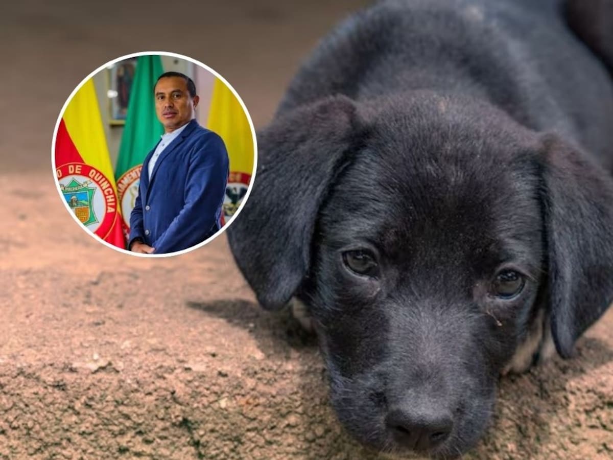Polémica por el manejo de los perros en condición de calle en Quinchía, Risaralda, sigue creciendo