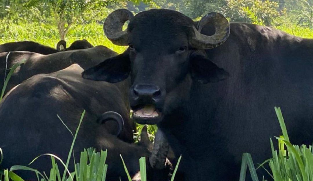 Búfalos en Colombia