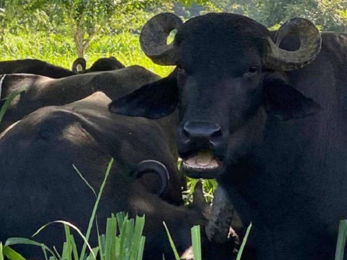 Con búfalos, ex combatientes ayudan a reactivar economía en el Catatumbo