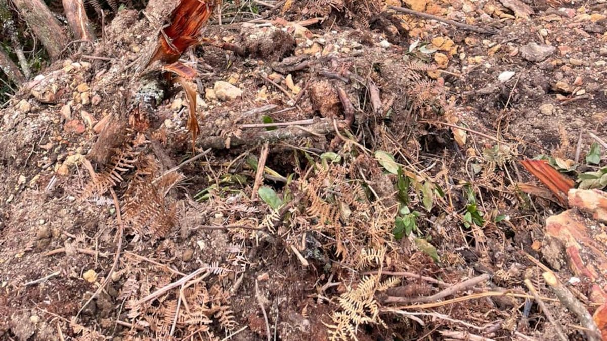 Habrá plantón por construcción de carretera en medio de reserva natural en Gachantivá