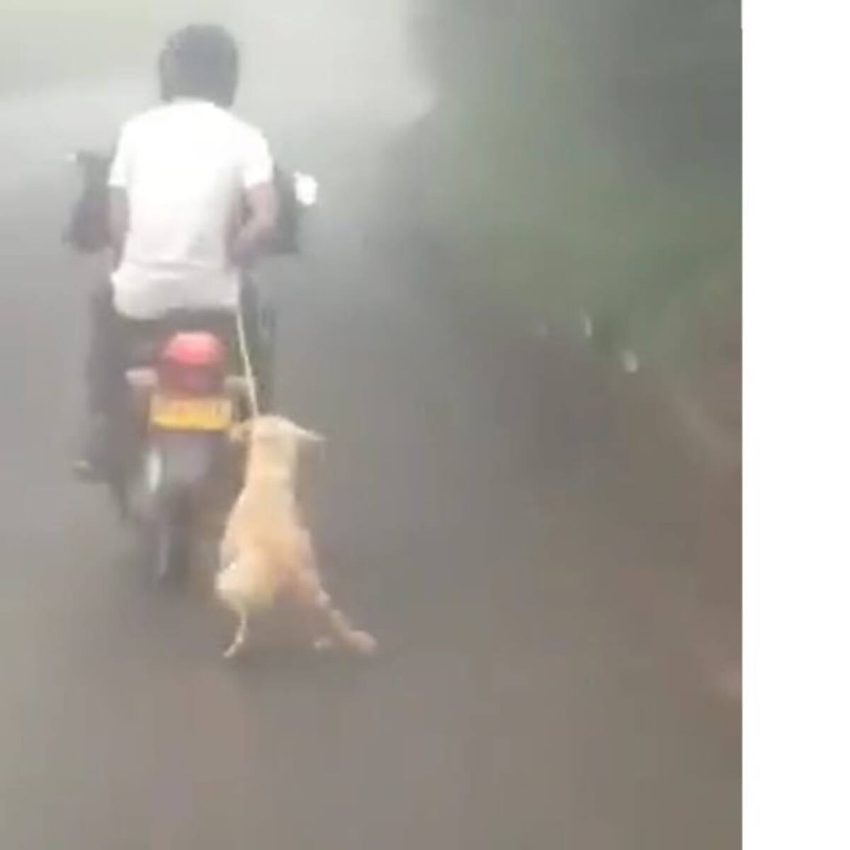 Un perro fue atado a una motocicleta y arrastrado por vías de Risaralda