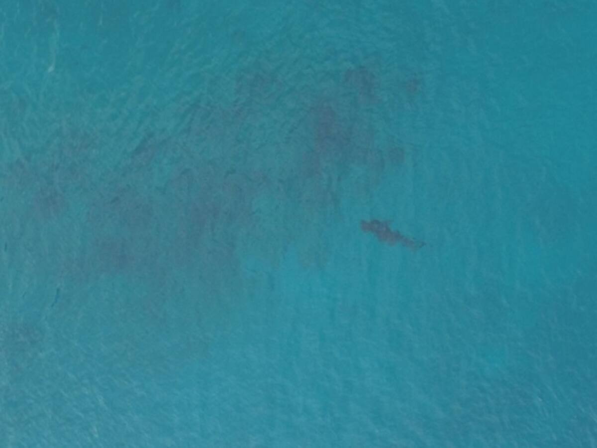 Buscan reubicar en la Reserva de Biosfera Seaflower a dos tiburones