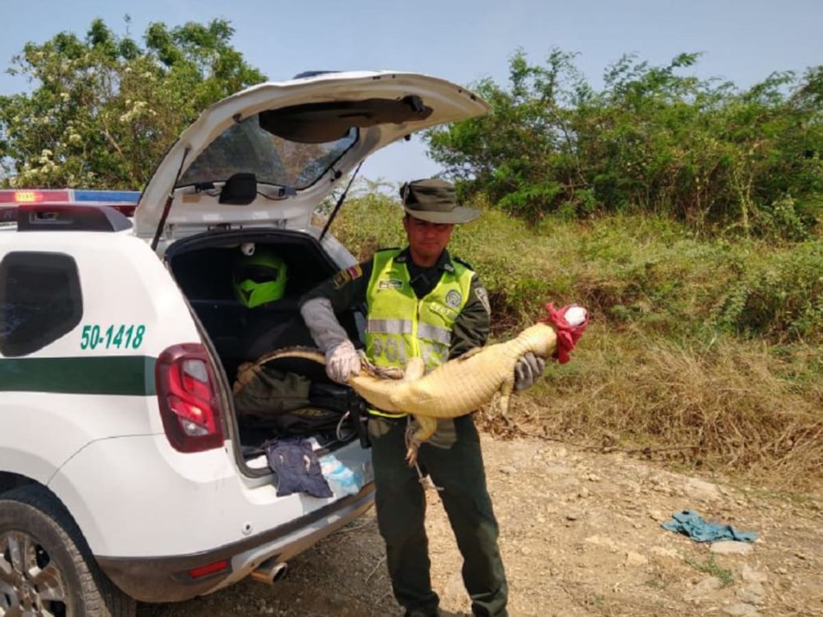 Policía recupera animales silvestres en Cartagena