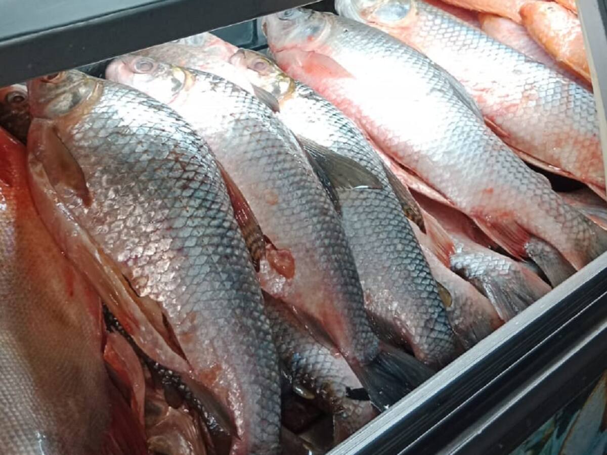 En Barrancabermeja el bocachico se está vendiendo a 1.000 y 2.000 pesos