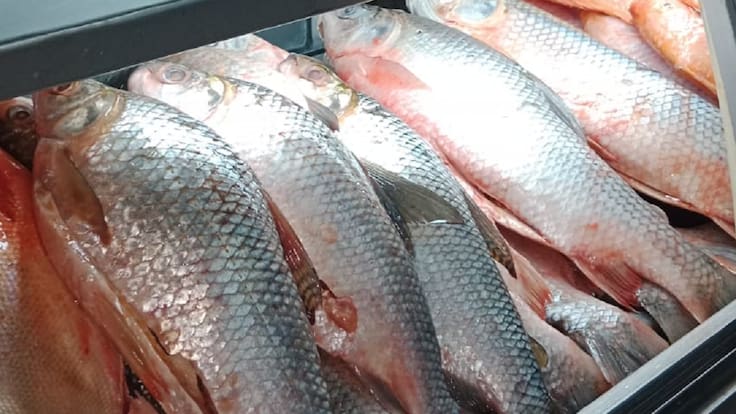 Jesús Isaza, pescador de Barrancabermeja