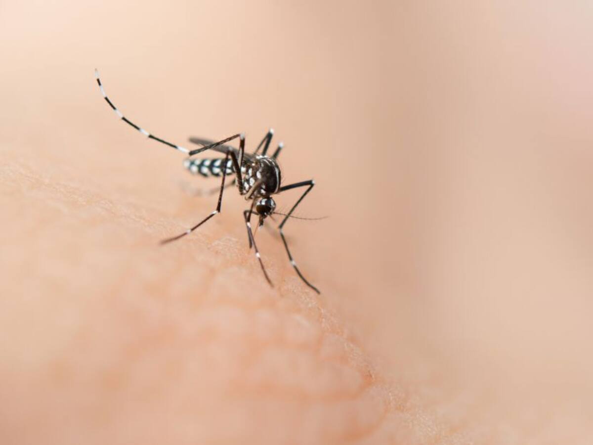 Endurecen acciones para frenar incremento en casos de dengue