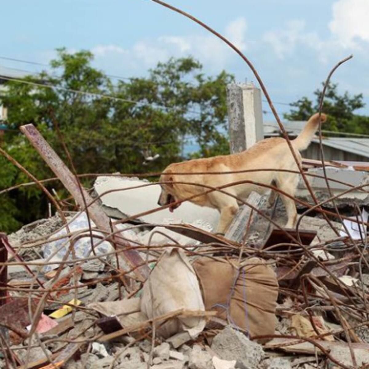En Boyacá realizan campaña para recoger ayudas para las mascotas afectadas en el terremoto de Ecuador