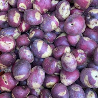 En Boyacá la producción de papa tocarreña ha disminuido en un 90%. Este tubérculo tiende a desaparecer.