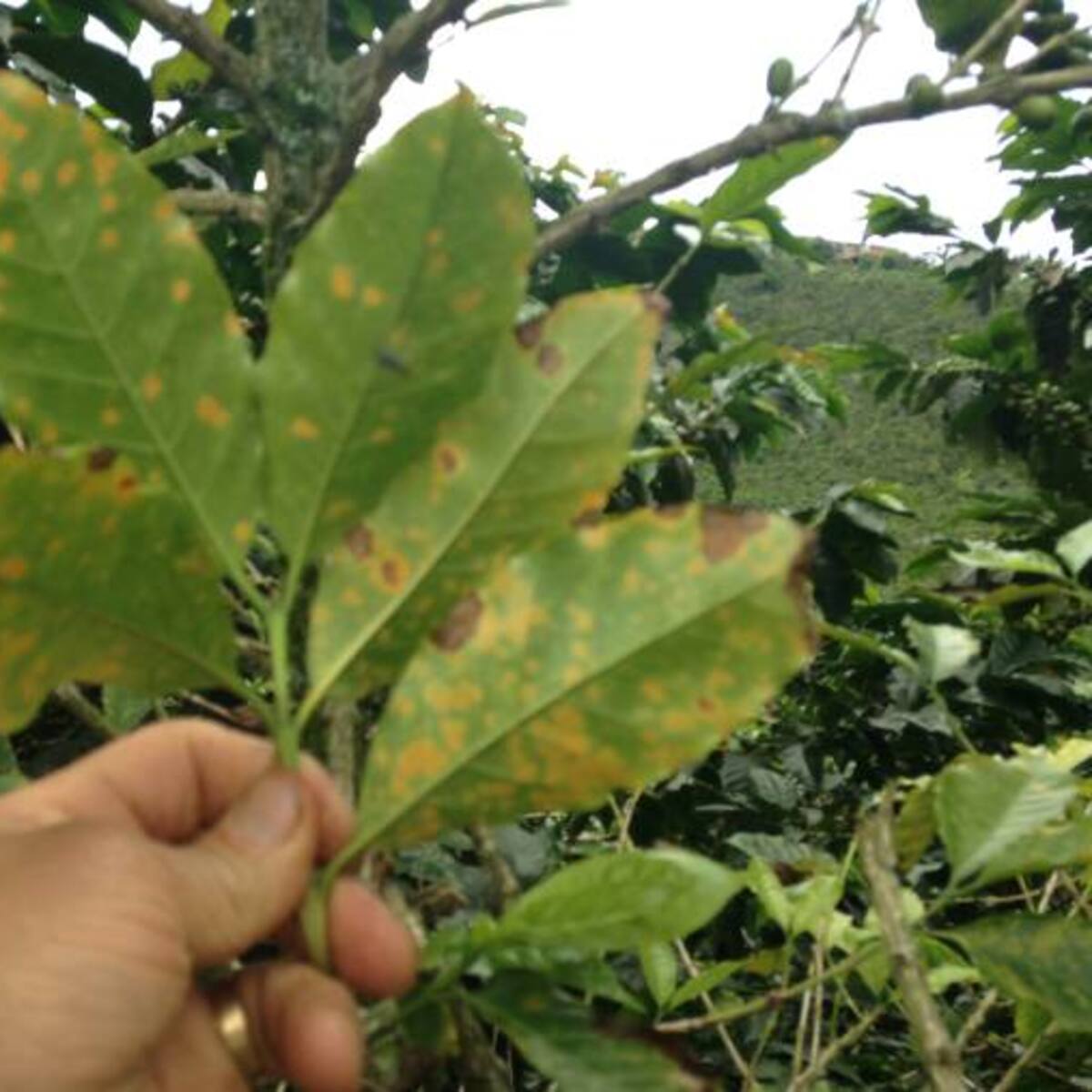 Cambio climático afecta producción cafetera en el Huila