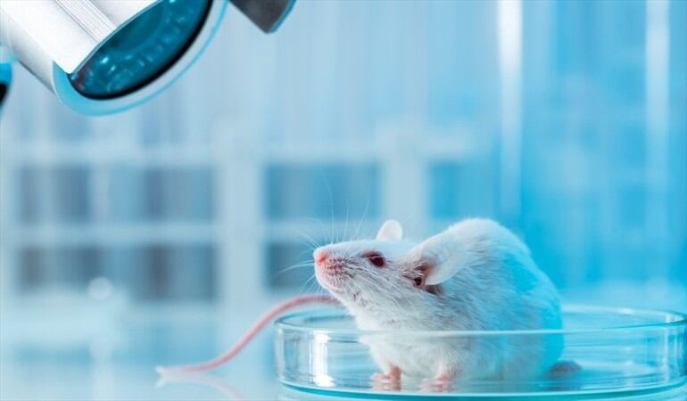 Foto de referencia de un ratón en un laboratorio. Foto: Getty Images