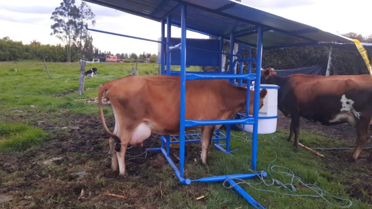 Casetas de ordeño, sistema para mejorar la calidad de la leche en Chía