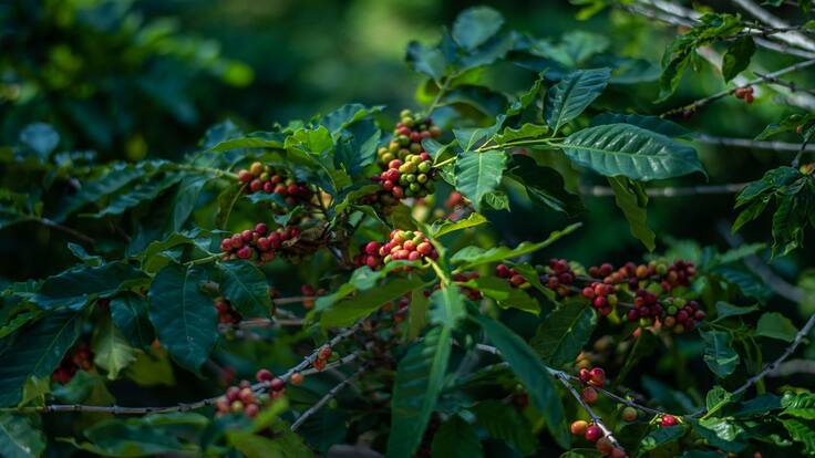 Preseleccionados para Federación Nacional de Cafeteros se conocerán el 9 de marzo